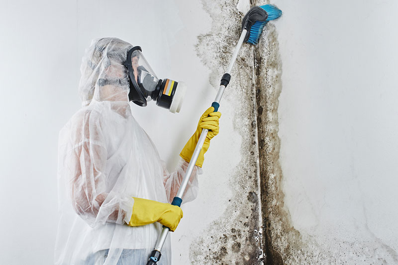 Black Mold Removal